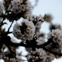 2.En Las Flores Caben Todas Las primaveras – Miao He
