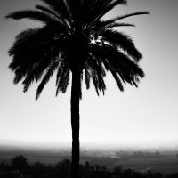 Arbol – Kaitlin Morgan