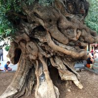 Arbol Viejo, Nerja – Bianca Drabek (Francia)