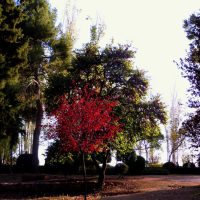 Arból de otoño, La Alhambra – Madelene Karlsson (Suecia)