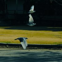 Aves de Sevilla – Kimberly Buchwald (EEUU)