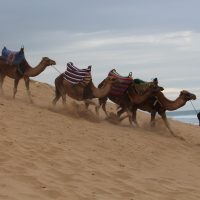 Camellos en Marruecos – Barbara Courtens (Bélgica)
