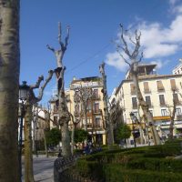 Bare trees and blue skies – Grace Kinning