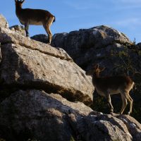 Cabritas (el Torcal de Antequera) – Katja Cardol