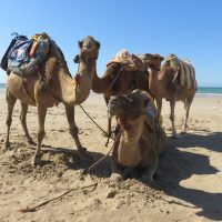Camel Squad – Alison Peters (EEUU)