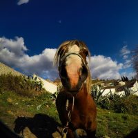 Crazy Caballo – Sacromonte – Richard (Evan) Johnson