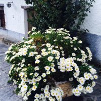 Daisy – Ya Ling Deng (China)