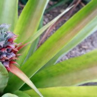 El dulce nacimiento (Azores pineapple plantation) – Maliha Ashra
