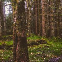 El guardabosques soy yo – Haley Todd (EEUU)