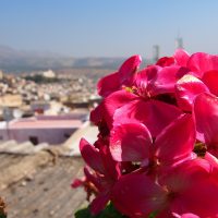 Flores en Fes – Daniel Traver