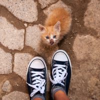 Gatito – Johanna Heilman (EEUU)
