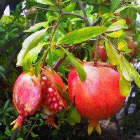 Granadas en Granada – Elizabeth Torres (EEUU)