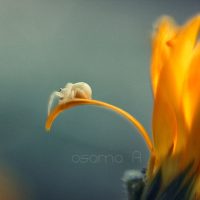 IMG_0480 – Osama Alghamdi