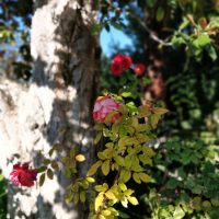 Flora de Alhambra