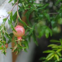 La Granada – Melissa Warten (EEUU)