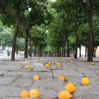 La vida en naranja – Amos Bok (Bélgica)