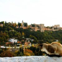 Los verdaderos Erasmus –  Marini Simone