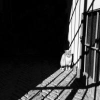 Luces y sombras – Erika Dodd (EEUU)