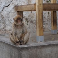 Meditation – Sara Mallucci