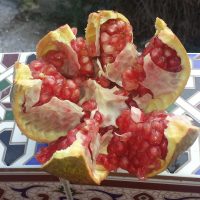Mi primera granada en Granada – Lisbel Tavarez (EEUU)