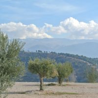 Olivos – Ela Aydin (Alemania)