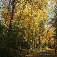 Paseo por los Jardines de la Alhambra – Mª del Mar Ortiz Martínez
