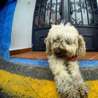 Perro Sucio – Sacromonte – Richard (Evan) Johnson