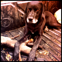 Perro de pastor descansando – Arne Kolb