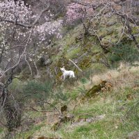 Primavera – Saskia Scott