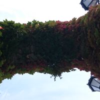 Puente verde – Mostafa Hashemi (Irán)