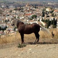 Pure Andalusia – Andalucía Puro – András Juhász (Hungría)