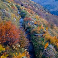 Río frío en la tierra Sierra –  Caroline Suttlehan