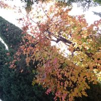 Tan bello como el otoño – Mostafa Hashemi (Irán)