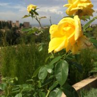 Un día bellísimo en Granada – Stephanie J. Velasco (EEUU)