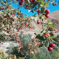 WQVF9299 – Mahmud Karimi
