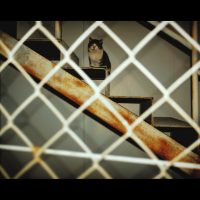 chino – copia36 –  Javi Baena Tro
