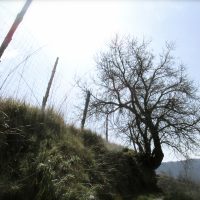 El árbol – Emmaleigh Muehlberg