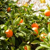 oranges – Haley Diem