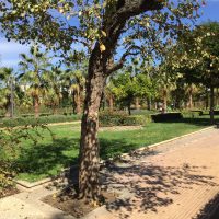 Parque García Lorca en noviembre – Valentina Bellalba (Italia)