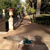 Pavo real en carmen de los matires – – Adam Sauer (EEUU)
