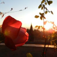 rose sun – Haley Diem
