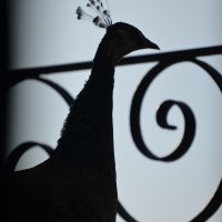 un pavo real en la Carmen de los Mártires – Olivia Jenkins