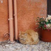 ¡No me da la gana bailar el flamenco! Dijo el gato gitano –  LuLu Helen Yao