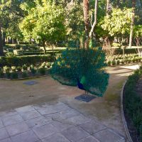 Pavo Real de Carmen de los Mártires